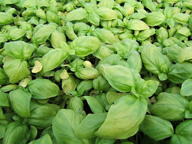 Superbe Basilic grand vert