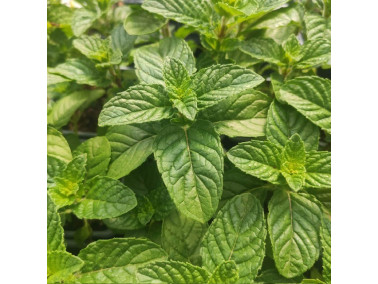 Menthe Cassis à planter : menthe verte en pot - Aromatiques