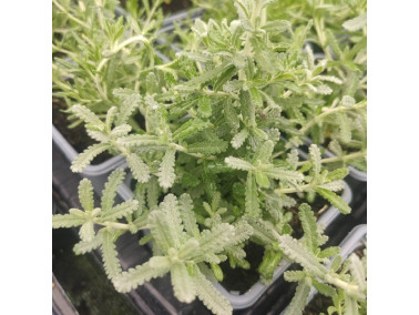 Achetez de la germandrée tomenteuse - sur aromatiques.business
